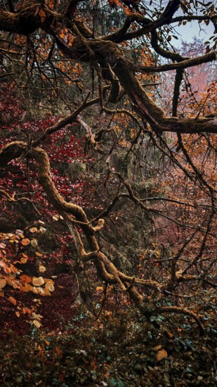 Dense branches and autumn leaves in shades of red and brown create a mysterious forest atmosphere,