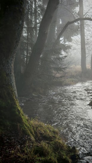 A foggy forest with trees and a stream, surrounded by moss, creates a quiet and mysterious