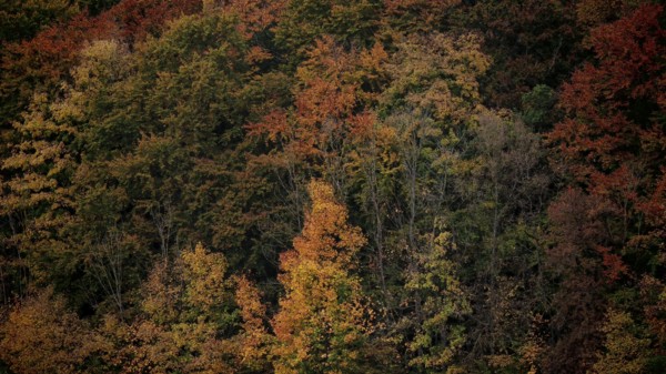 Autumn forest view with colorful leaves in shades of orange creating an atmospheric atmosphere,