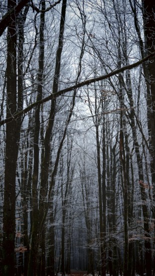 A wintery forest with snow-covered trees and a mystical atmosphere, Frankenwald nature park Park,
