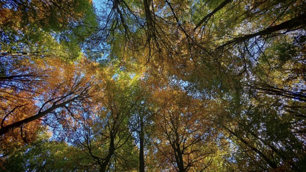 Looking up into an autumnal forest with colorful foliage and blue sky, Hainich National Park,