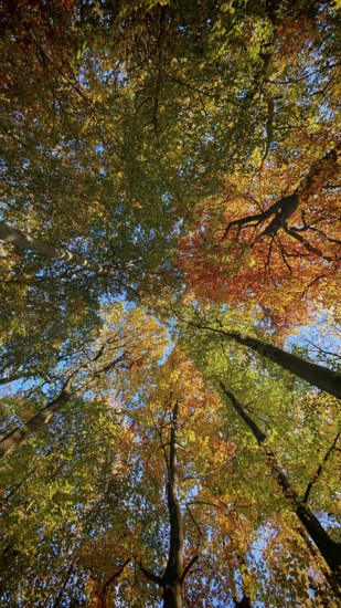 Looking up through autumn treetops that shine in bright colors, with sunlight and blue sky, Hainich