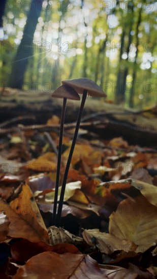 Two mushrooms grow romantically in the autumnal forest, surrounded by colorful leaves and