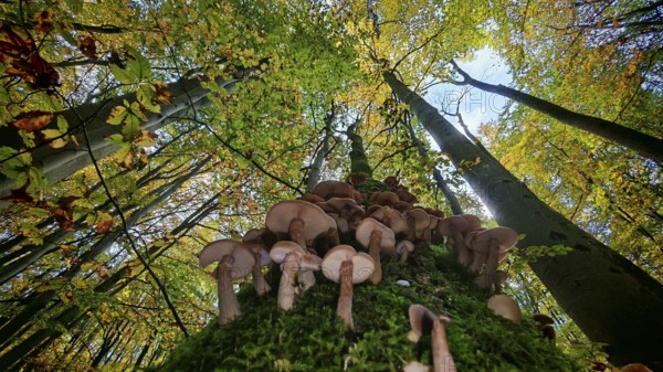 View along a tree trunk full of mushrooms up to the autumn-colored treetops and blue sky, Hainich