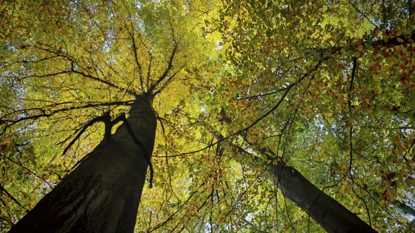 View of treetops with yellow-green leaves in autumn forest and sunlight, Hainich National Park,