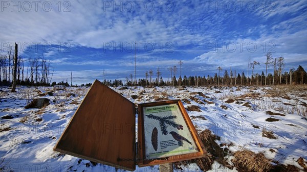 Winter landscape with snow-covered ground and trees in the background, bark beetle (Scolytinae)