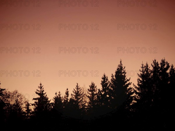 Tree crowns as silhouettes in front of a bright orange sunset sky, Frankenwald nature park Park,