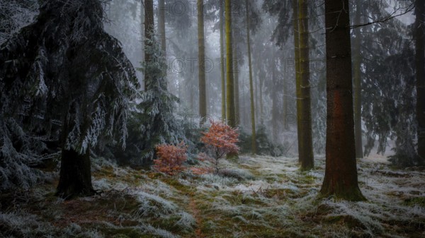 A foggy winter forest with frosty soil and quiet atmosphere, Frankenwald nature park Park,