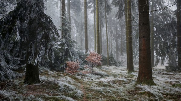 A quiet, foggy winter forest with frost-covered trees and a cool, mystical ambiance, Frankenwald