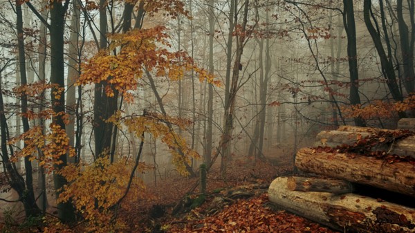 Mystical autumn forest with fog, trees and colorful foliage, Franconian Forest National Park, Upper