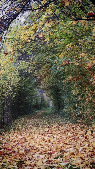 A forest trail covered with colorful autumn leaves, surrounded by autumn-colored trees and