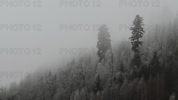 A foggy forest with tall pine trees and a wintry, mysterious atmosphere, Frankenwald nature park