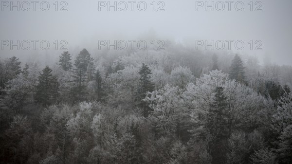 A foggy forest with bare trees and a mystical, dark winter atmosphere, Frankenwald nature park