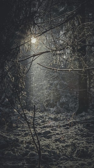 Sun rays break through a dark, mysterious forest and create a mystical atmosphere, Franconian