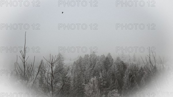 Snowy forest in fog with a flying bird, wintry and quiet atmosphere, Frankenwald nature park Park,