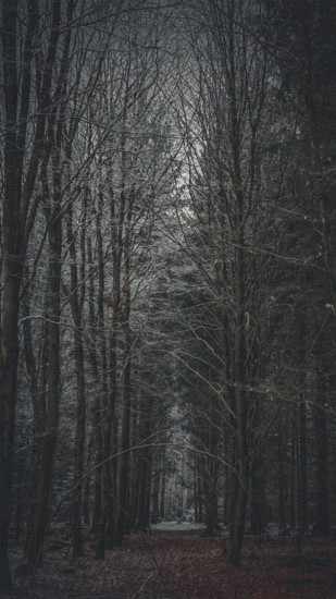A dark forest trail with bare trees and autumn leaves, Rennsteig, Frankenwald nature park Park,