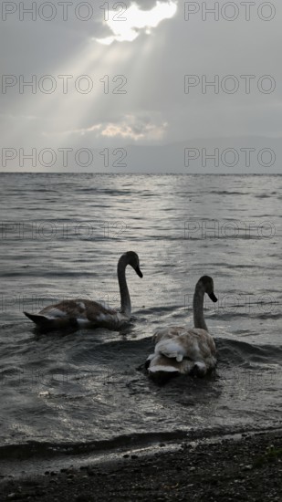 Two swans (Cygnus) swimming in calm lake under grey sky with sun rays breaking through, Lake Ohrid,