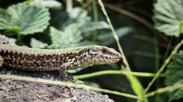 A wall lizard (podarci muralis) lies on a stone surrounded by green leaves in the sun, Prizren,