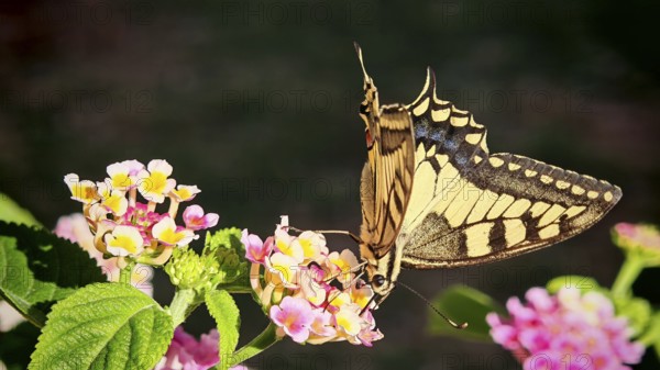 A butterfly, Black Swallowtail (Papilio machaon) sits on colourful flowers in the sunshine and