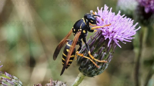 A wasp (vespinae) sitting on a purple flower, surrounded by a blurred background, Rennsteig,