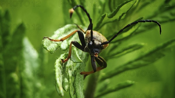 Macro photograph of a neck beetle (Pseudovadonia livida) on a green leaf with impressive antennae,