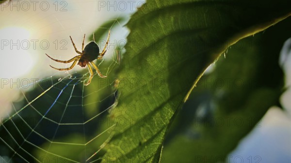 A spider in its web in front of a leaf, illuminated by the warm light of the setting sun,