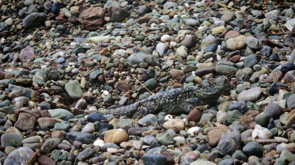 An iguana (Sceloporus malachiticus) camouflages itself between many colourful pebbles, Antalya,