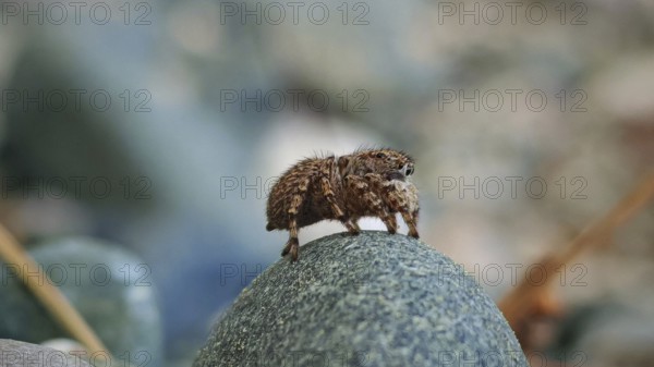 Close-up of a jumping spider (salticidae) on a stone, highlighting the texture and colours of