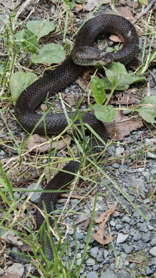 A black snake slithers across a ground covered with leaves, grass and gravel, smooth snake