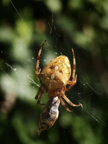 Garden cross spider (araneus diadematus) in a web with prey, yellowish-brown in the shade of the