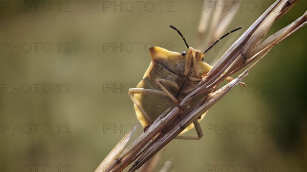 A bug (Heteroptera) sitting on a blade of grass in a natural environment, Rennsteig, Franconian