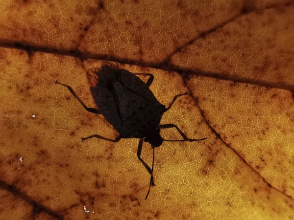 Close-up of a bug (Heteroptera) as a shadow on an orange-coloured leaf, the leaf structures are