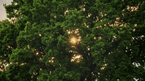 Sun rays penetrate thick green leaves of a large tree and create a peaceful, natural atmosphere,