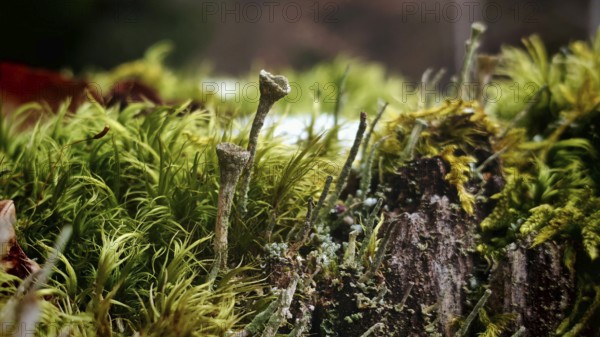 Close-up of various moss species with different textures and shades of green, trumpet lichen