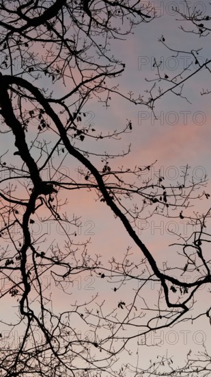 Bare branches against pink and blue sky at sunset, peaceful atmosphere, Frankenwald nature park