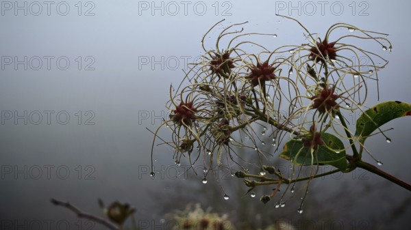 A branch with clematis blossoms and raindrops in a foggy atmosphere, Frankenwald nature park Park,