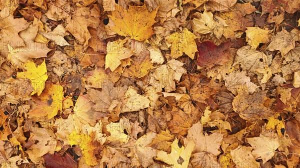 Dried autumn leaves in shades of warm yellow, orange and brown form a pattern, Frankenwald nature