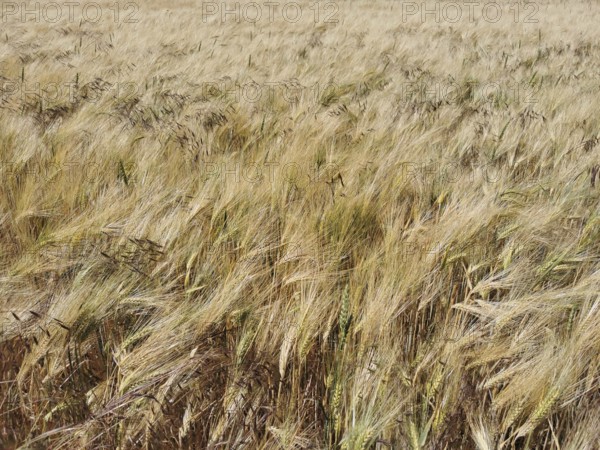 Wheat field with golden ears in quiet wind under summer sky, Thuringian Forest, Germany