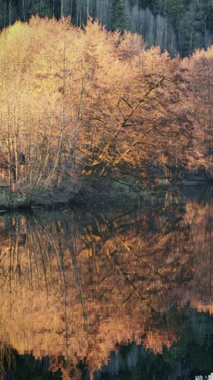 Autumn trees are reflected in a quiet lake, surrounded by forest and intense shades of orange,