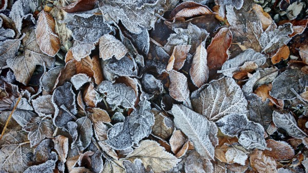 Frozen, frost-covered autumn leaves in natural surroundings, Höllental, Frankenwald nature park
