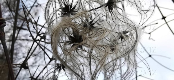 Close-up of filigree seeds and branches of clematis in winter nature, Frankenwald nature park Park,