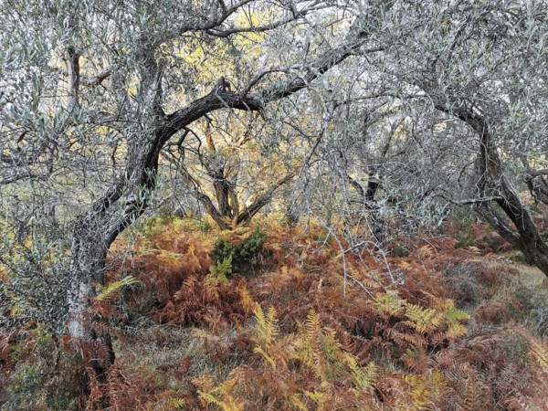 Autumn forest landscape with ferns and trees in warm colors, Dhermi, Albania