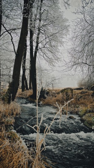 A small river flows through a frosty forest with bare trees, Rennsteig, Frankenwald nature park