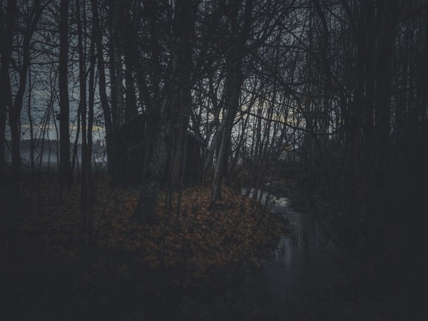 A gloomy forest with a hut and a small stream and leaves on the ground, surrounded by fog,