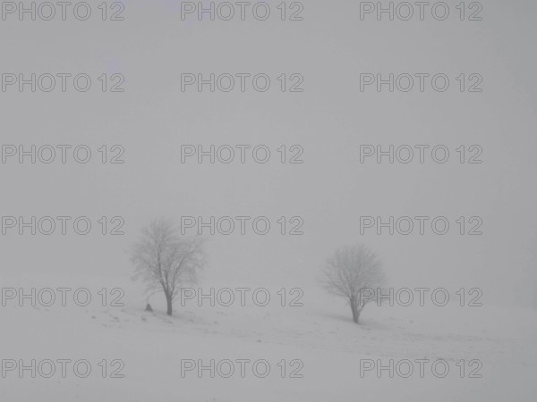 Two bare trees stand alone in a foggy and snowy landscape, Rennsteig, Frankenwald nature park Park,