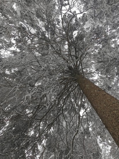 Snow-covered tree with frosty branches, seen from below, cold and calm winter atmosphere,
