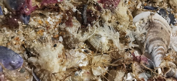 Close-up of seabed with shells, sand and natural textures in various colors and shapes, Southwest