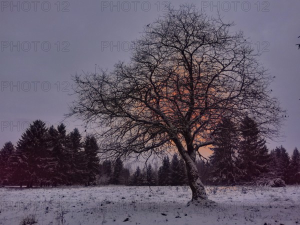 A single tree stands in a snowy landscape in front of a forest at sunset, Rennsteig, Thuringian