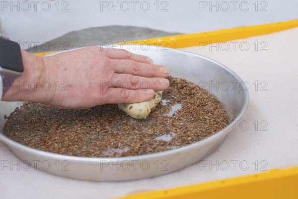 Hands press dough into a round dish with seeds for baking, bake rolls, Haselstaller Hof, Gechingen,