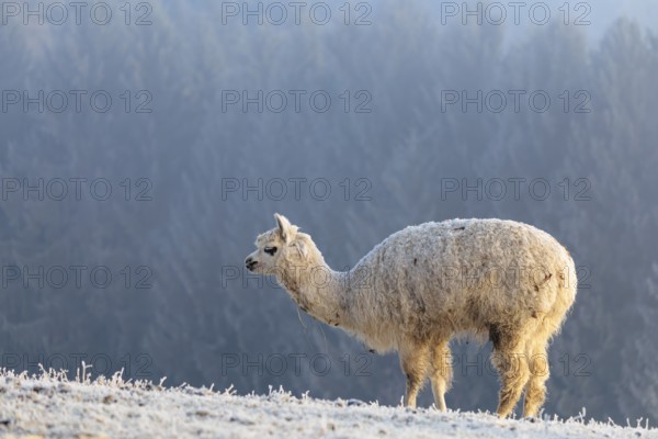 Alpaca (Vicugna pacos), white animal, adult animal, female animal, standing, frost-covered meadow,